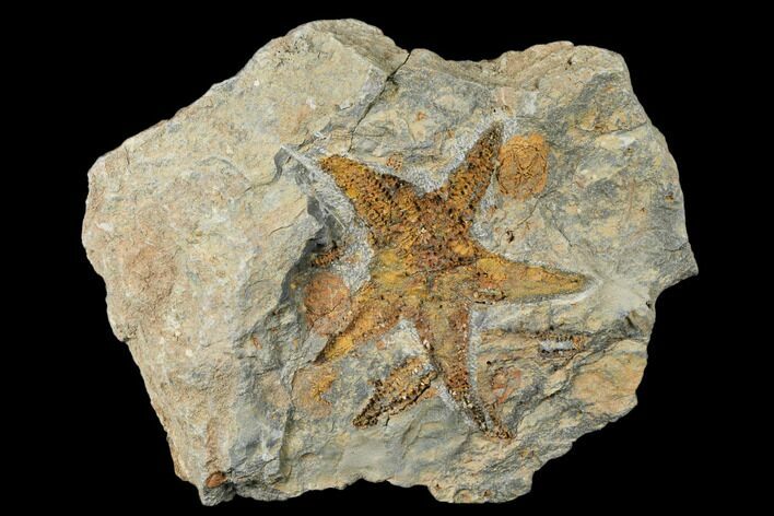 Fossil Starfish (Petraster?) & Edrioasteroids (Spinadiscus) - Morocco #175289
